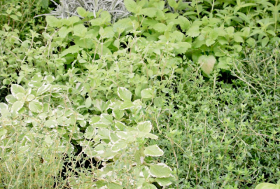 Piante Aromatiche