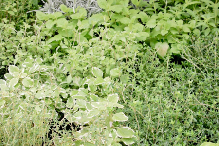 Piante Aromatiche
