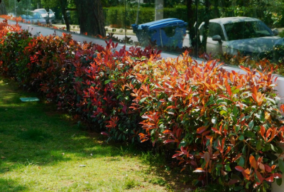 Siepi