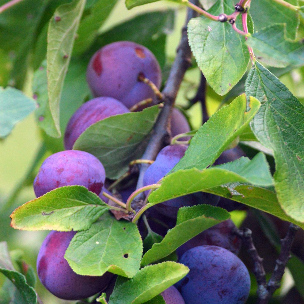 Piombi Da Pesca A Sughero 2 Piombini Da Pesca In Sughero - Peso - Foto 6