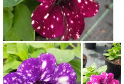 Fioriture primaverili