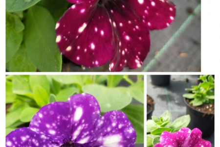Fioriture primaverili
