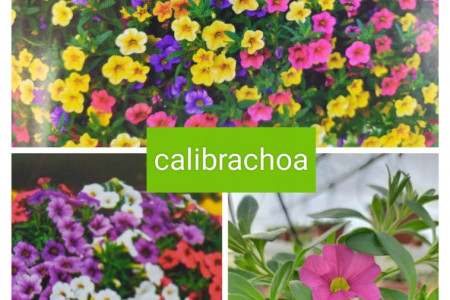 Calibrachoa