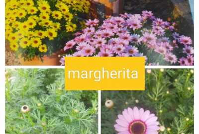 Margherita