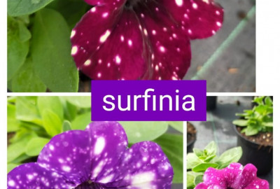 Surfinia
