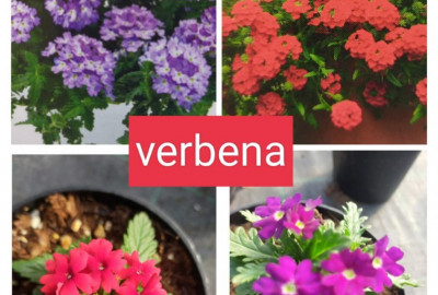 Verbena
