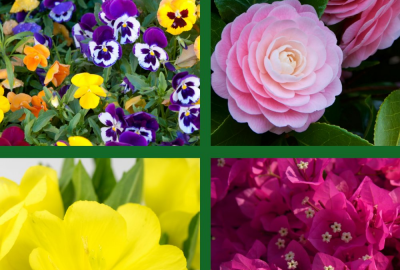 Fiori Stagionali